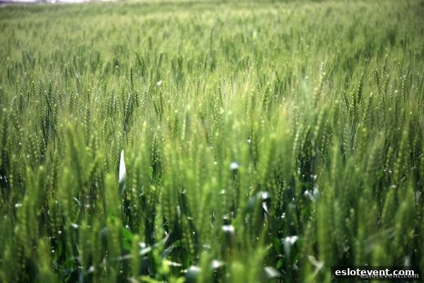 电子游艺厅娱乐活动中的龙虎游戏：心理剖析、策略运用与风险管控